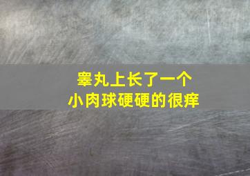 睾丸上长了一个小肉球硬硬的很痒