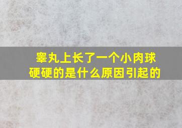 睾丸上长了一个小肉球硬硬的是什么原因引起的