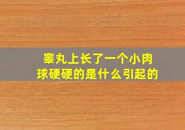 睾丸上长了一个小肉球硬硬的是什么引起的