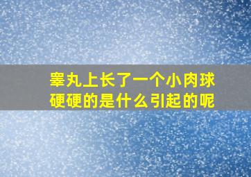 睾丸上长了一个小肉球硬硬的是什么引起的呢