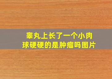 睾丸上长了一个小肉球硬硬的是肿瘤吗图片