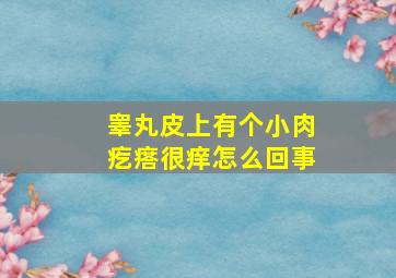 睾丸皮上有个小肉疙瘩很痒怎么回事