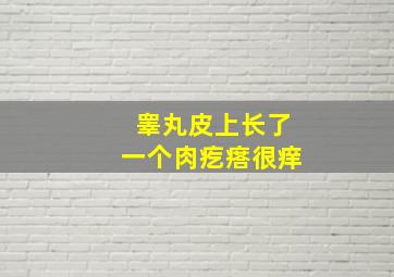 睾丸皮上长了一个肉疙瘩很痒