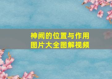 神阙的位置与作用图片大全图解视频