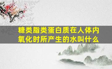 糖类脂类蛋白质在人体内氧化时所产生的水叫什么