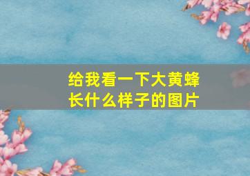 给我看一下大黄蜂长什么样子的图片