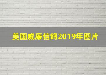 美国威廉信鸽2019年图片