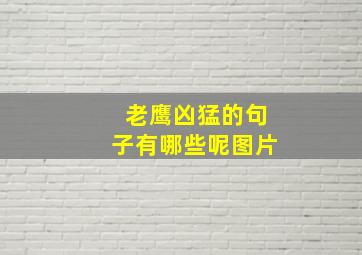 老鹰凶猛的句子有哪些呢图片