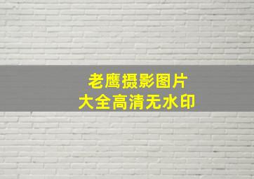 老鹰摄影图片大全高清无水印