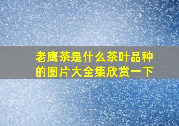 老鹰茶是什么茶叶品种的图片大全集欣赏一下