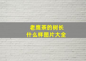 老鹰茶的树长什么样图片大全