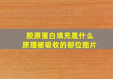 胶原蛋白填充是什么原理被吸收的部位图片