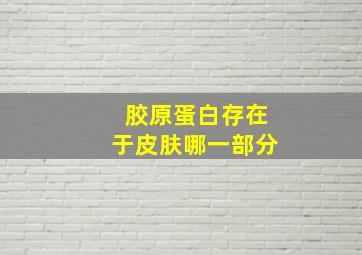 胶原蛋白存在于皮肤哪一部分