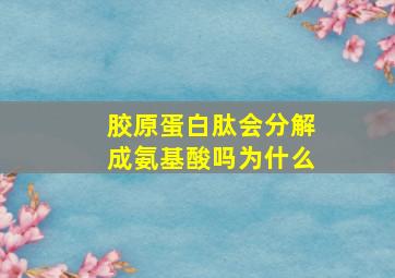 胶原蛋白肽会分解成氨基酸吗为什么