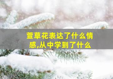 萱草花表达了什么情感,从中学到了什么