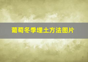 葡萄冬季埋土方法图片