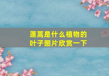 蓬蒿是什么植物的叶子图片欣赏一下