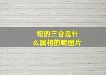 蛇的三合是什么属相的呢图片