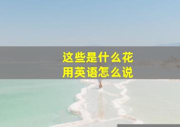 这些是什么花用英语怎么说