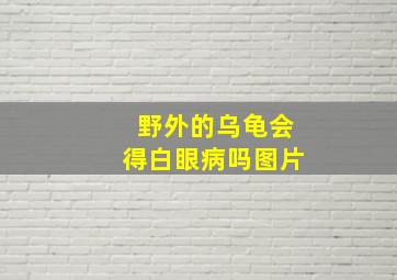 野外的乌龟会得白眼病吗图片