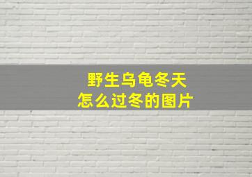 野生乌龟冬天怎么过冬的图片