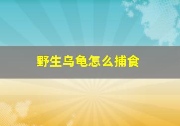 野生乌龟怎么捕食