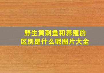 野生黄刺鱼和养殖的区别是什么呢图片大全