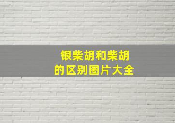 银柴胡和柴胡的区别图片大全