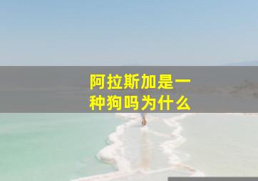 阿拉斯加是一种狗吗为什么