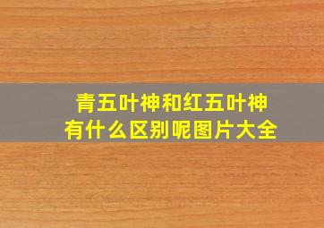 青五叶神和红五叶神有什么区别呢图片大全