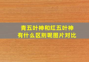 青五叶神和红五叶神有什么区别呢图片对比