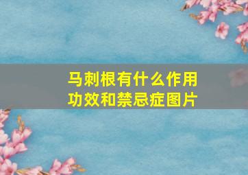 马刺根有什么作用功效和禁忌症图片