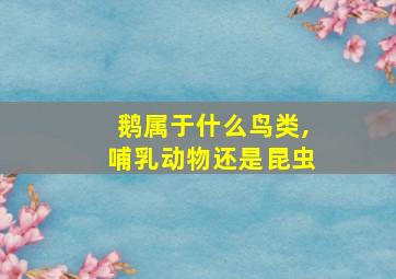 鹅属于什么鸟类,哺乳动物还是昆虫