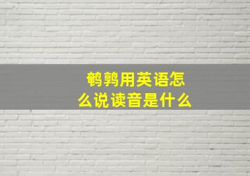 鹌鹑用英语怎么说读音是什么