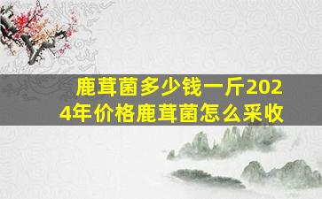 鹿茸菌多少钱一斤2024年价格鹿茸菌怎么采收