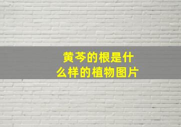 黄芩的根是什么样的植物图片