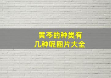 黄芩的种类有几种呢图片大全