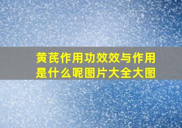 黄芪作用功效效与作用是什么呢图片大全大图