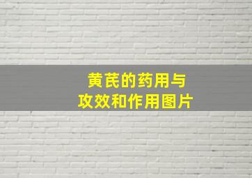 黄芪的药用与攻效和作用图片