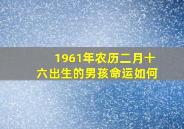 1961年农历二月十六出生的男孩命运如何