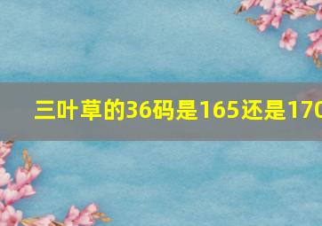 三叶草的36码是165还是170