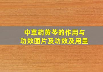 中草药黄芩的作用与功效图片及功效及用量