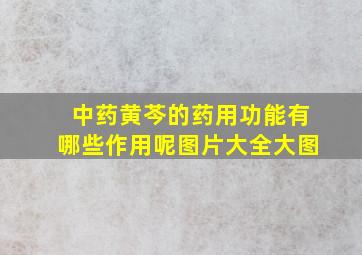 中药黄芩的药用功能有哪些作用呢图片大全大图