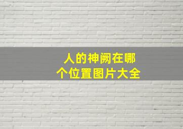 人的神阙在哪个位置图片大全