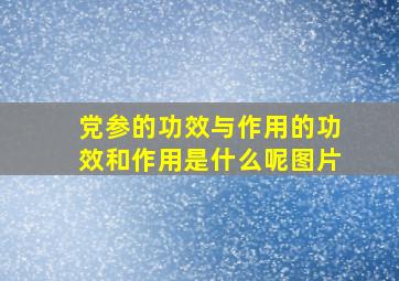 党参的功效与作用的功效和作用是什么呢图片