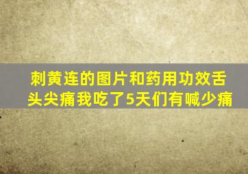 刺黄连的图片和药用功效舌头尖痛我吃了5天们有喊少痛