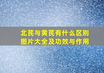 北芪与黄芪有什么区别图片大全及功效与作用