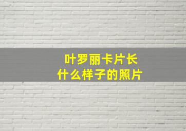 叶罗丽卡片长什么样子的照片