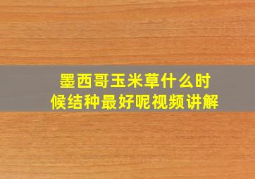 墨西哥玉米草什么时候结种最好呢视频讲解