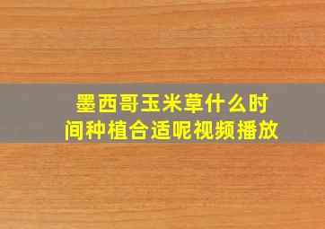 墨西哥玉米草什么时间种植合适呢视频播放